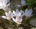 Crocus sieberi