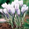 Crocus Silver Coral