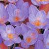 Crocus speciosus