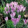 Crocus tommasinianus Mixed