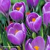 Crocus vernus \'Remembrance\'