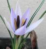 Crocus%20biflorus%20ssp%20nubigena