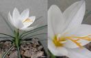 Crocus%20boryi