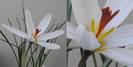 Crocus%20fleischerii