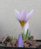 Crocus%20rujanensis