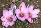 crocus%20sativus