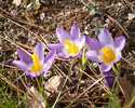 Crocus%20sieberi%20tricolor