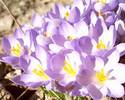 Crocus%20tommasinianus