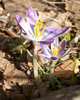 Crocus%20vernus