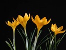 Crocus_ancyrensisGoldenBunch