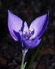 Crocus_banaticus_3