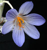 Crocus_cancellatus_cancellatus1