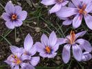Crocus_cartwr_CEH
