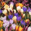 crocus_chrysanthus