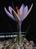Crocus_corsicus