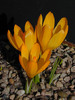 Crocus_cvijicii