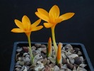 Crocus_gargaricus_gargaricus
