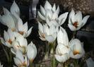 Crocus_hadriaticus_wild