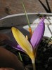 Crocus_imperati_sua_back