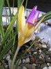 Crocus_imperati_sua_back2