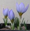 crocus_in_front_yard.