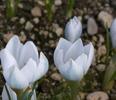 Crocus_leichtlinii