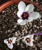 Crocus_mathewii