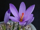Crocus_medius_clean