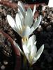Crocus_ochroleucus