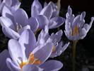 Crocus_pulchellus_Inspir