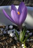 Crocus_serotinus_clusii2