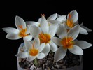 Crocus_sieberiBowlesWhite