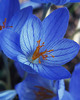 Crocus_speciosus_2