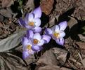 Crocus_speciosus_Artabir