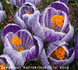Crocus-large-dutch-Pickwick