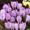 crocus-roi-des-stries-turc