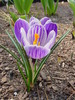 Flowers%20crocus%201