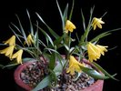 Fritillaria minima1