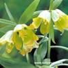 Fritillaria pontica