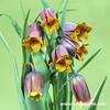 Fritillaria uva-vulpis