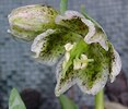 Fritillaria_purdyi_face