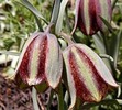 fritillaria5