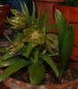 Fritillaria crassifolia harkariensis