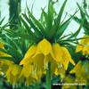 Fritillaria imperialis \'Lutea\'