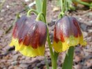 Fritillaria michailowskii