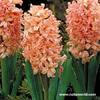 Hyacinthus orientalis \'Gipsy Queen\'