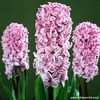 Hyacinthus orientalis \'Splendid Cornelia\'