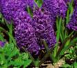 hyacinthus