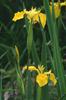 Iris pseudacorus_de___balta]