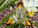 Iris \'Warlsind\'